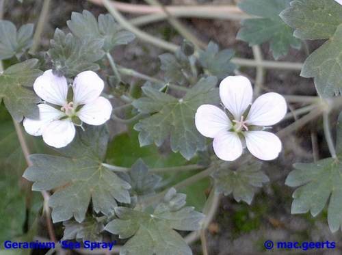 Geranium 'sea spray'